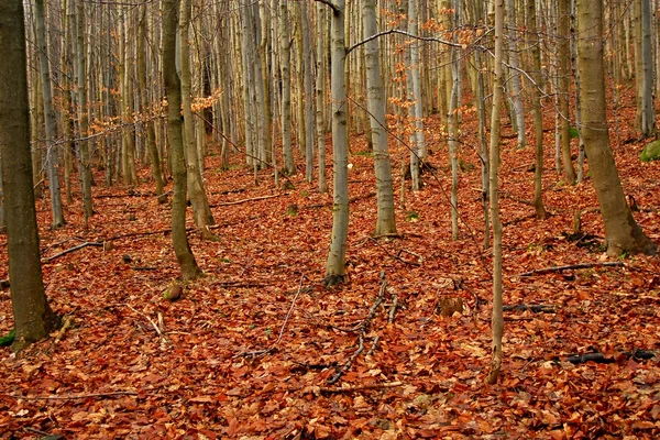 Het forest — Stockfoto