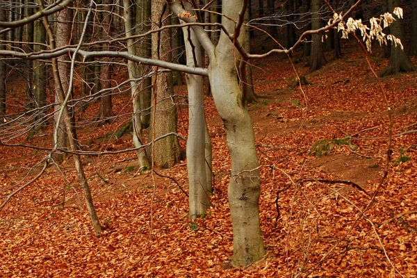 Het forest — Stockfoto