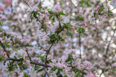 çiçek açması elma