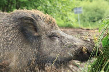 Çılgın motorcular