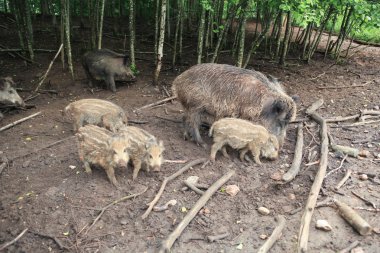 Çılgın motorcular