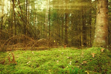 sis güneş ışınları ile ormanda