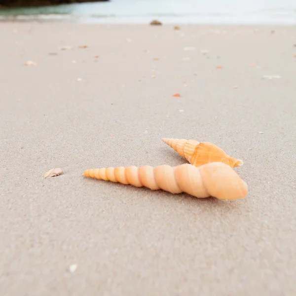 Shells on the Beach in Thailand — Stock Photo, Image