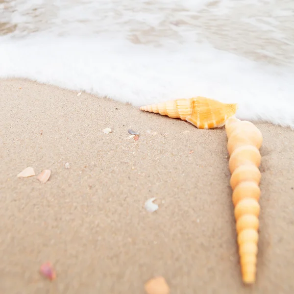 Shells on the Beach in Thailand — Stock Photo, Image