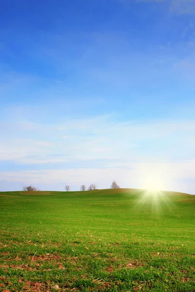 木、太陽、緑の芝生のフィールド — ストック写真