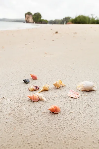Shells on the Beach in Thailand — Stock Photo, Image