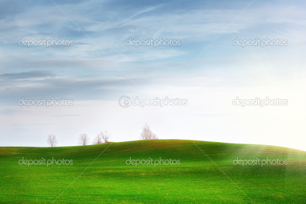 Fields with trees, sun and green grass