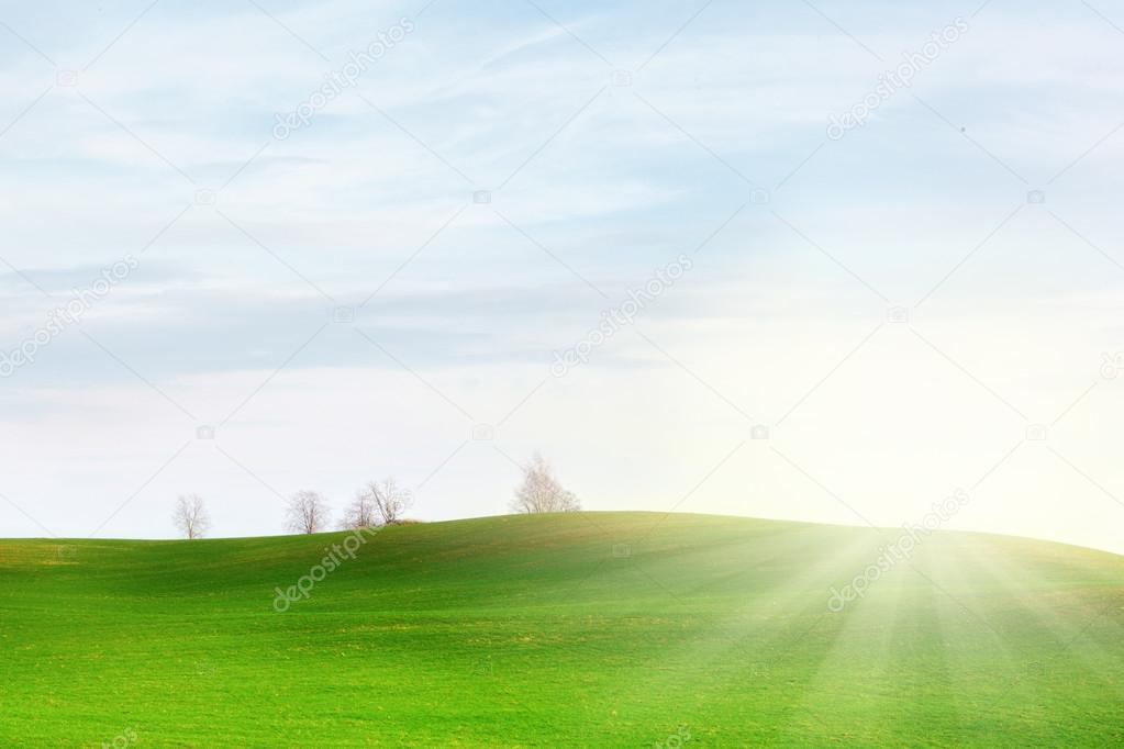 Fields with trees, sun and green grass