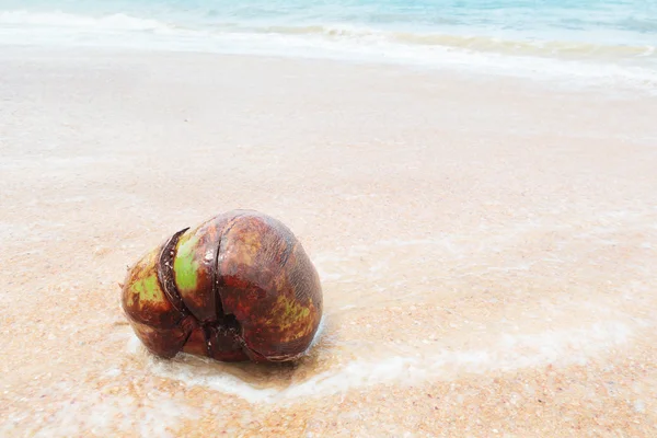 Old coconut on the beach — Stock Photo, Image