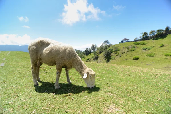 Ovce na prérii na cingjing farmě — Stock fotografie