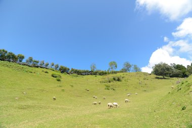 cingjing Çiftliği'nde Tayvan