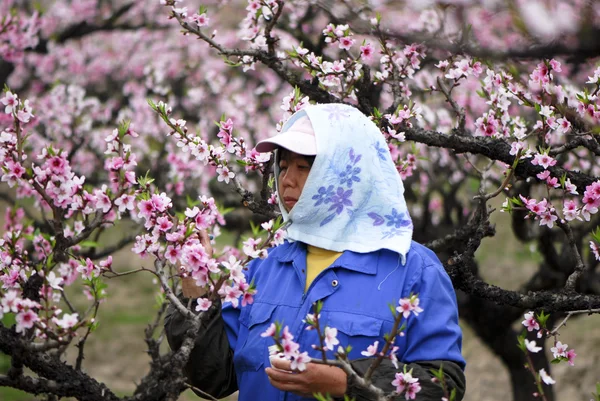 Peach Garden, Shanghai, China - 04 de agosto de 2012: Un agricultor comprobando el crecimiento del melocotón . —  Fotos de Stock