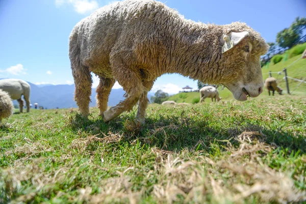 Een schaap op de prairie op cingjing boerderij — Stockfoto