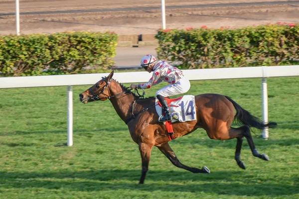 Hong Kong, China - February 2, 2014: Horse racing in Shatian racing field of Hongkong jockey club on February 2, 2014 in Hong Kong. — Stock Photo, Image