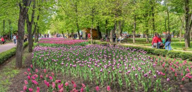 Kropyvnytskyi, Ukrayna 09.05.2021. Güneşli bir bahar gününde Kropyvnytskyi botanik bahçesindeki lale sokakları