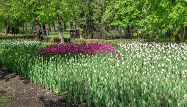 Kropyvnytskyi, Ukrayna 09.05.2021. Güneşli bir bahar gününde Kropyvnytskyi botanik bahçesindeki lale sokakları