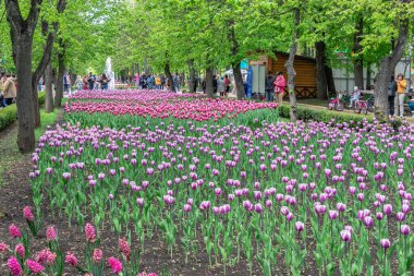 Kropyvnytskyi, Ukrayna 09.05.2021. Güneşli bir bahar gününde Kropyvnytskyi botanik bahçesindeki lale sokakları