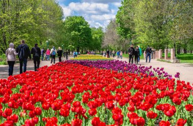 Kropyvnytskyi, Ukrayna 09.05.2021. Güneşli bir bahar gününde Kropyvnytskyi botanik bahçesindeki lale sokakları