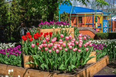 Kropyvnytskyi, Ukrayna 09.05.2021. Güneşli bir bahar gününde Kropyvnytskyi botanik bahçesindeki lale sokakları