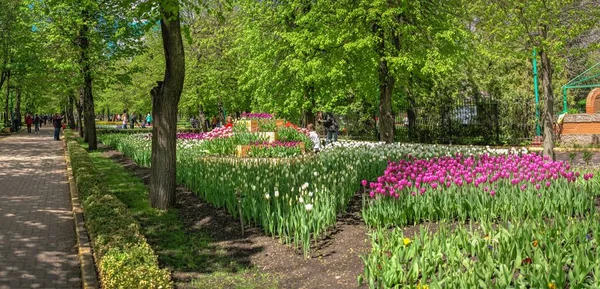 Kropyvnytskyi Ucrania 2021 Callejuelas Tulipanes Arboreto Kropyvnytskyi Soleado Día Primavera — Foto de Stock