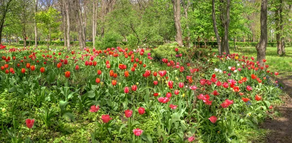 Tulipanowe Alejki Kropyvnytskyi Arboretum Słoneczny Wiosenny Dzień — Zdjęcie stockowe