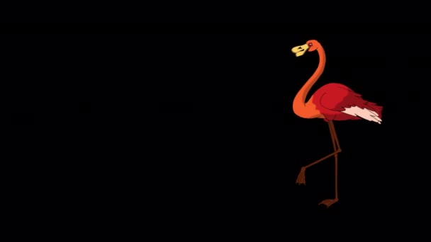 赤フラミンゴ歩いて食べ物を探しています アルファチャンネルで隔離された手作りのアニメーションHd映像 — ストック動画