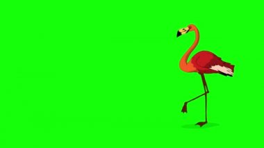 Kızıl Flamingo yürüyor ve yiyecek arıyor. El yapımı animasyon 4K görüntüler yeşil ekranda izole edildi