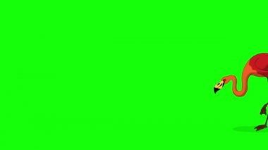 Kızıl Flamingo yürüyor ve yiyecek arıyor. Yeşil ekranda izole edilmiş el yapımı 4K görüntüler