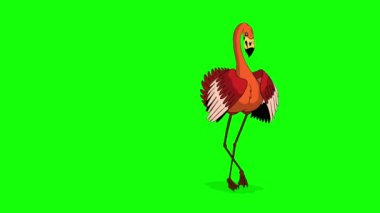 Kızıl flamingo dansı. Yeşil ekranda izole edilmiş el yapımı 4K görüntüler