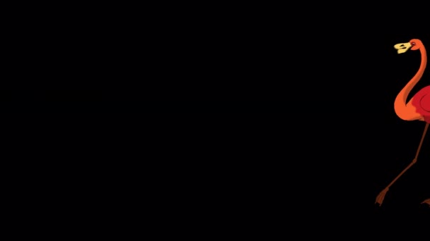 Червоний Фламінго Ходить Шукає Їжу Анімовані Ручні Плівки Ізольовані Альфа — стокове відео