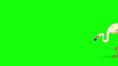 Beyaz Flamingo yürüyor ve yiyecek arıyor. El yapımı animasyon 4K görüntüler yeşil ekranda izole edildi