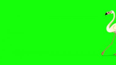 Beyaz Flamingo yürüyor ve yiyecek arıyor. El yapımı animasyon 4K görüntüler yeşil ekranda izole edildi