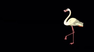 Beyaz Flamingo yürüyor ve yiyecek arıyor. El yapımı animasyon 4K görüntüleri alfa kanalı ile izole edildi.