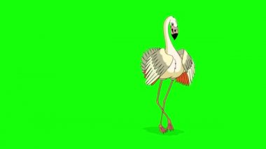 Beyaz Flamingo yürüyor ve yiyecek arıyor. El yapımı animasyon 4K görüntüler yeşil ekranda izole edildi