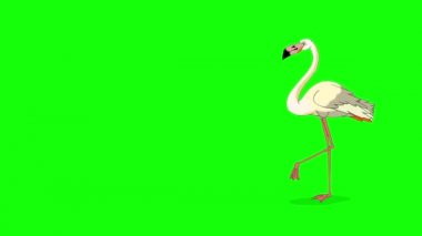 Beyaz Flamingo yürüyor ve yiyecek arıyor. Yeşil ekranda izole edilmiş el yapımı HD görüntüler