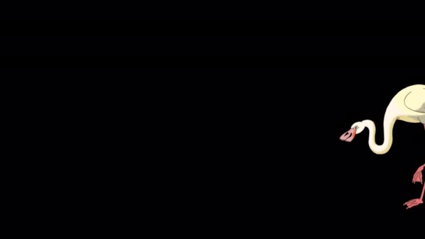 Білий Фламінго Ходить Шукає Їжу Ручний Анімаційний Кадр Ізольований Альфа — стокове відео