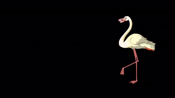 White Flamingo Walking Looking Food Handmade Animated Footage Isolated Alpha — Stock Video