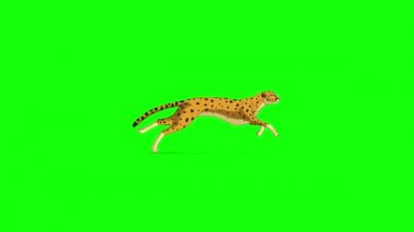 Koşan çita. Yeşil ekranda izole edilmiş el yapımı 4K görüntüler