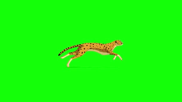 Rennende Cheeta Handgemaakte Geanimeerde Lussen Beelden Geïsoleerd Groen Scherm — Stockvideo