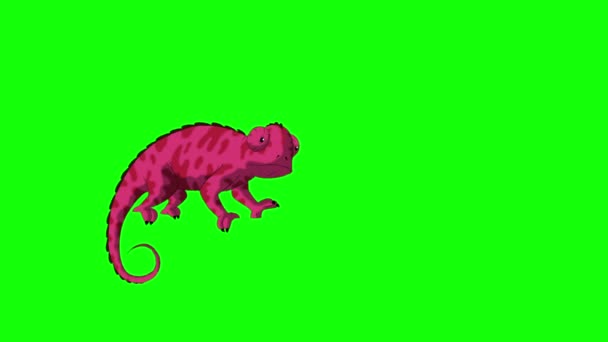 Rode Kameleon Handgemaakte Geanimeerde Beelden Geïsoleerd Rood Scherm — Stockvideo