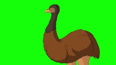 Kahverengi devekuşu öfkeyle bağırıyor. El yapımı HD görüntüler yeşil ekranda izole edildi