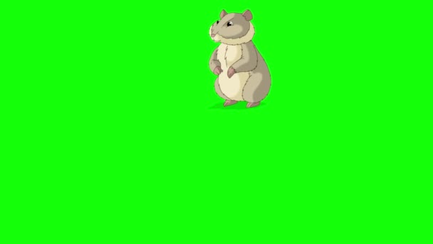 Gri Hamster Kaçar Yapımı Görüntüler Yeşil Ekranda Izole Edildi — Stok video