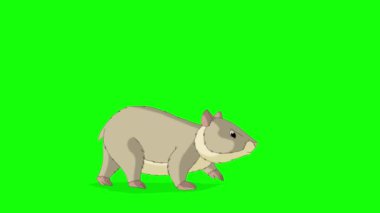 Gri hamster yürüyor. El yapımı HD görüntüler yeşil ekranda izole edildi