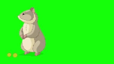 Gri hamster bezelye yer. El yapımı animasyon 4K görüntüler yeşil ekranda izole edildi