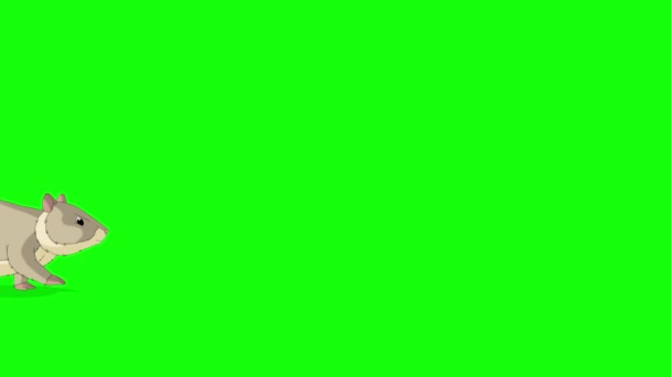 Сірий Хом Ходить Туди Сюди Анімовані Кадри Ізольовані Зеленому Екрані — стокове відео