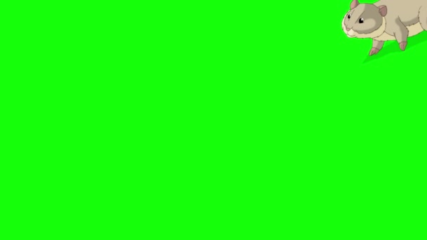 Сірий Хом Ячок Ходить Анімовані Кадри Ручної Роботи Ізольовані Зеленому — стокове відео
