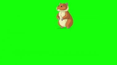Kırmızı hamster kaçıyor. El yapımı HD görüntüler yeşil ekranda izole edildi