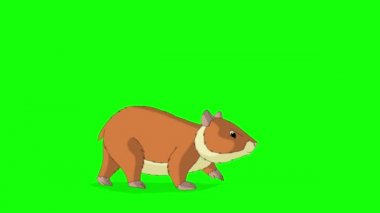 Kırmızı hamster yürüyor. El yapımı HD görüntüler yeşil ekranda izole edildi