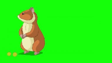Kırmızı hamster bezelye yer. El yapımı HD görüntüler yeşil ekranda izole edildi