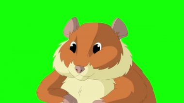 Kırmızı hamster. El yapımı HD görüntüler yeşil ekranda izole edildi